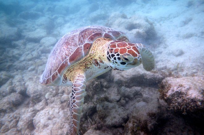 A Guide to Swimming, Diving, and Snorkeling in Riviera Maya | Oyster.com
